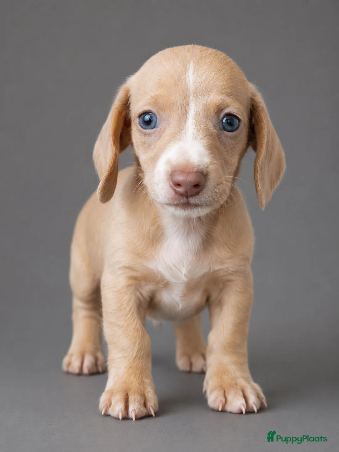 Teckel (korthaar)  honden te koop: Knappe dwergteckel pups - Advertentie 1
