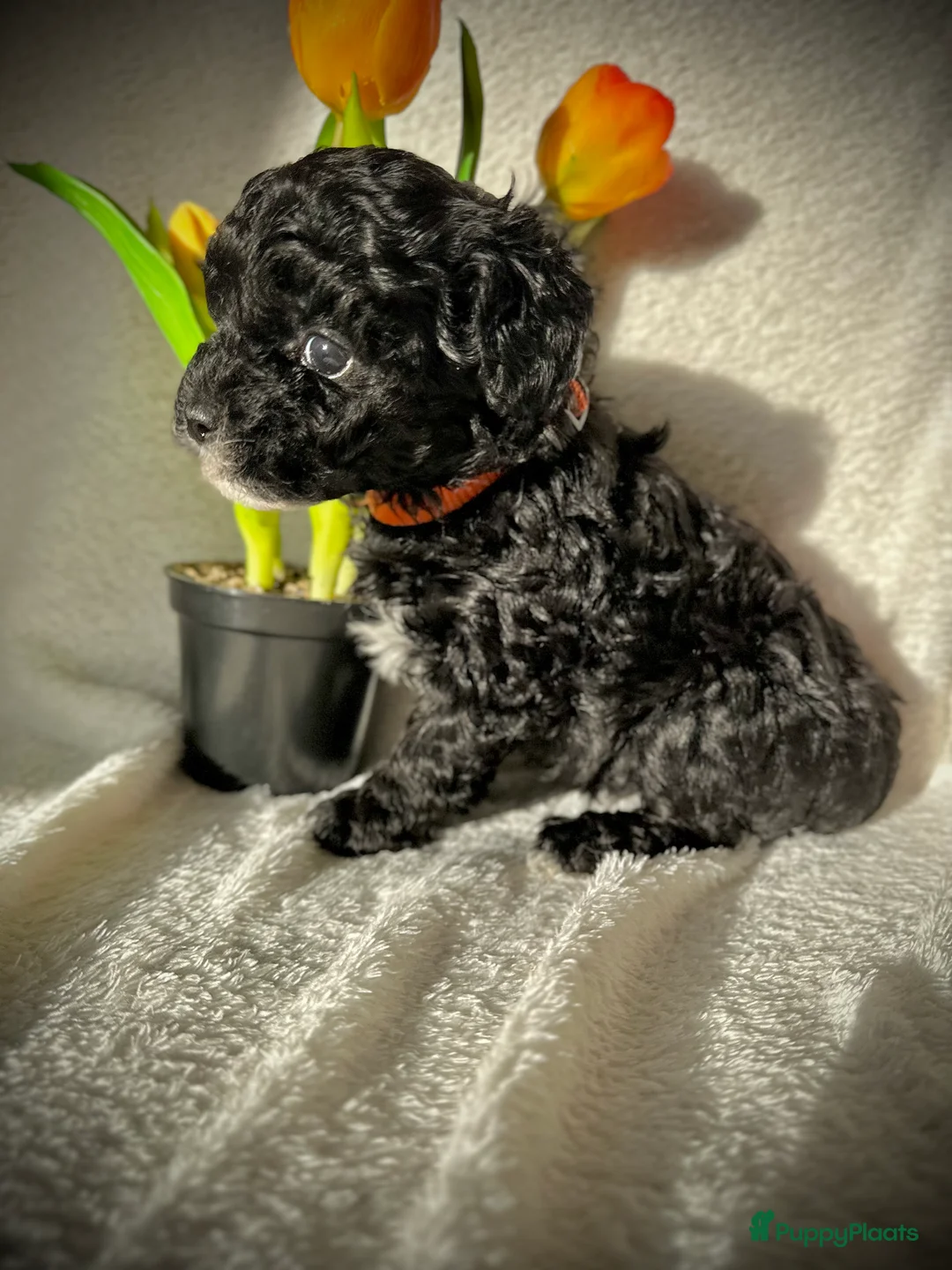 Poedel Toy honden te koop: Toypoedel pups (mini toypoedel) toypoodle puppy’s  - Advertentie 13