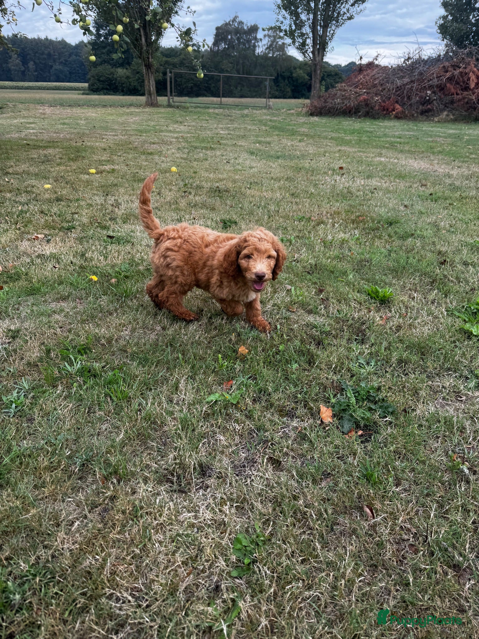 Labradoodle honden Labradoodle pups - Advertentie 2