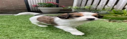 Kooikerhondje honden te koop: Kooiker pups Kooikerhondje  - Advertentie 15