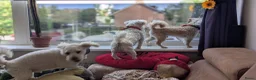 Maltipoo honden te koop: Kleinblijvende Maltipoo F1b donker abrikoos - Advertentie 13