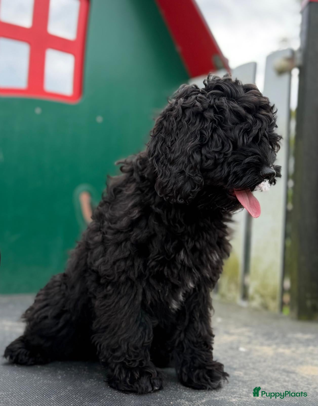 Cockapoo honden Amerikaanse Cockapoo pups - Advertentie 1