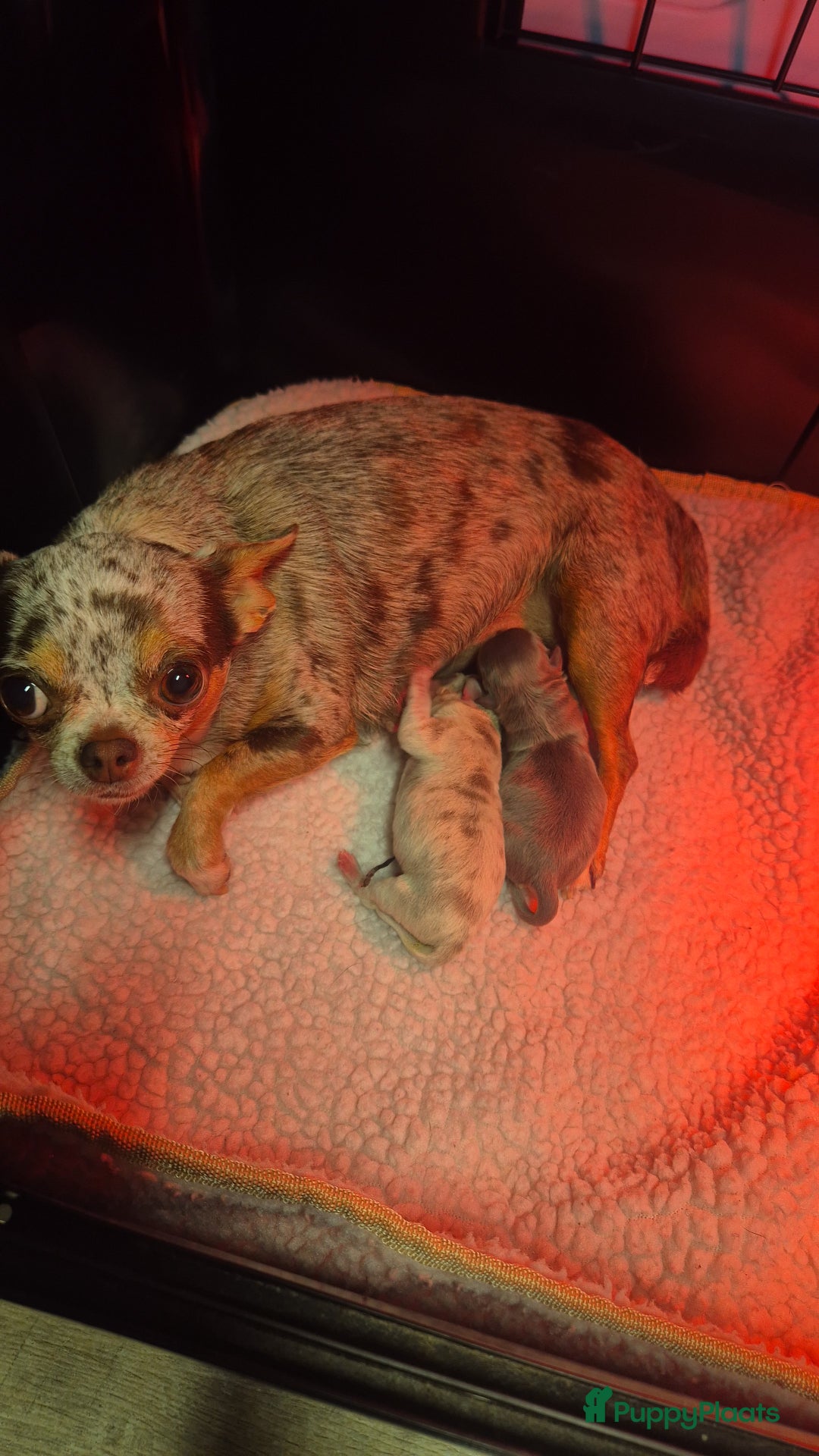 Chihuahua honden te koop: Mooi Lavendel Merle chihuahua reu - Afbeelding 5