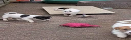 Jack Russel Terriër honden te koop: Nog 4 lieve Jack Russell pups met stamboom  - Advertentie 9