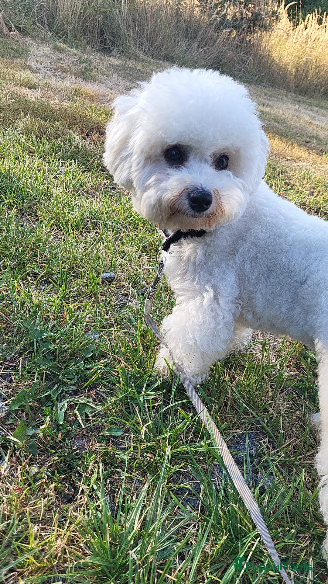 Bichon Frisé honden te koop: Koninklijke hond: Bichon Frisé met stamboom - Advertentie 1