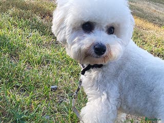 Bichon Frisé honden te koop: Koninklijke hond: Bichon Frisé met stamboom - Advertentie 1