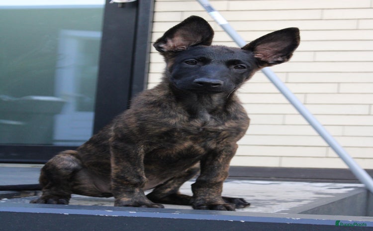 Kruising honden - Advertentie 7