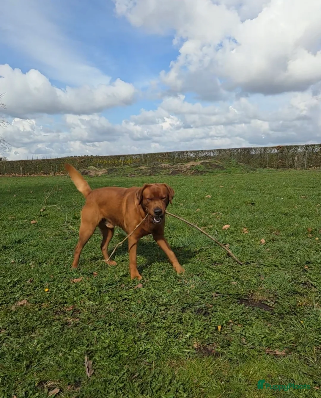 Labrador Retriever honden ter adoptie: Herplaatsing Labrador reu - Advertentie 3