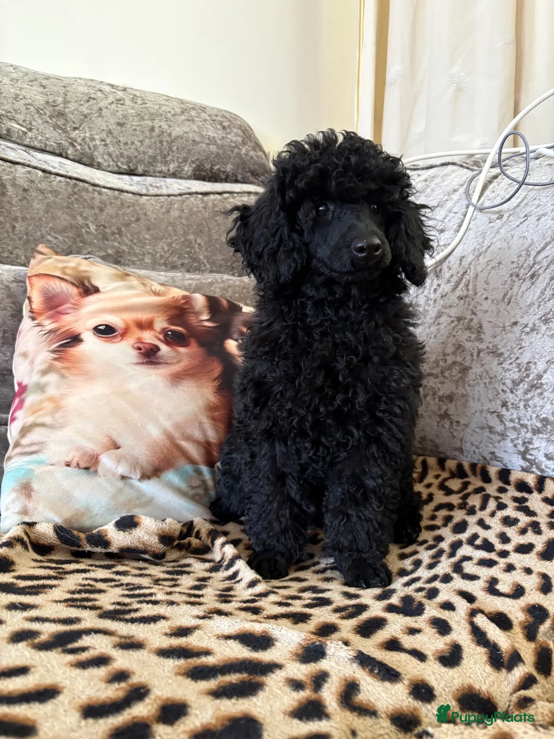 Kruising honden te koop: Toy/dwergpoedel pup reu in Vrouwenparochie - Advertentie 2