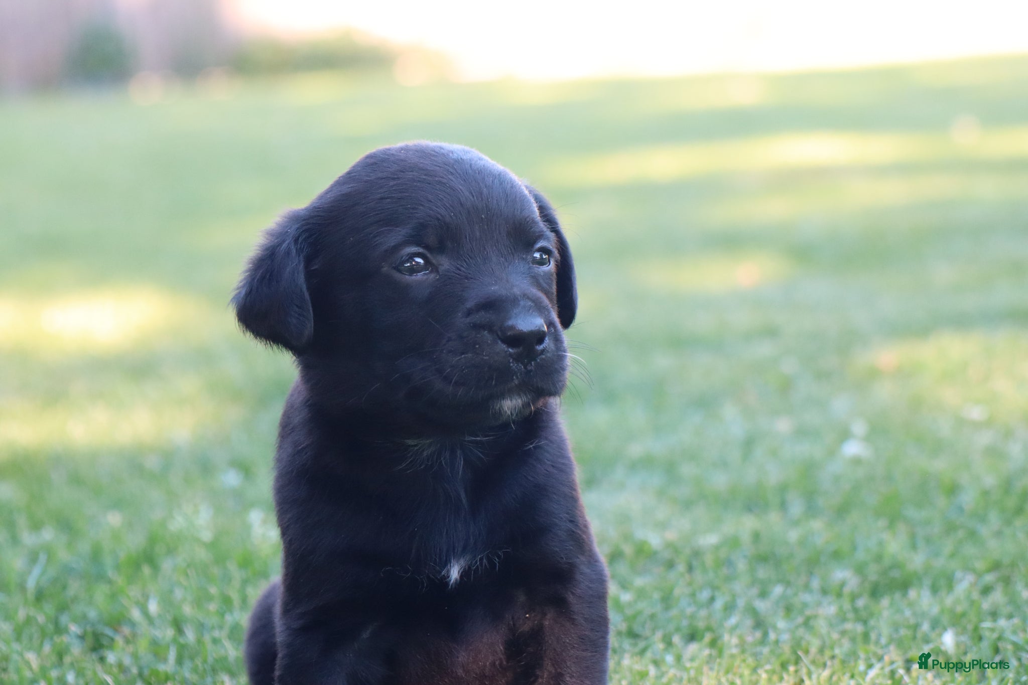 Kruising honden te koop: Prachtige labradorpups kruising  in Someren - Advertentie 8