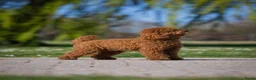 Labradoodle honden te koop: Mini Labradoodle puppy's - Advertentie 13