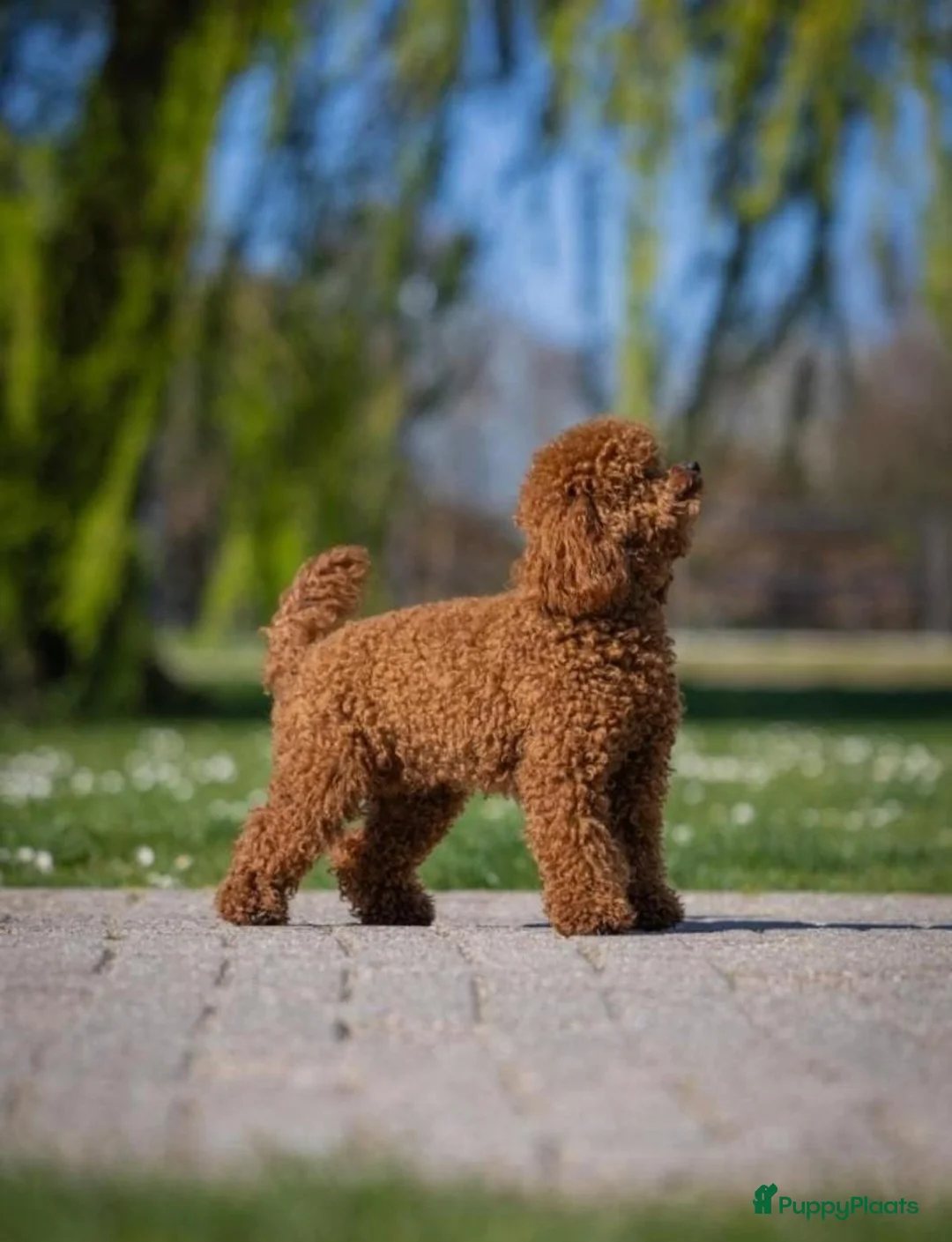 Labradoodle honden te koop: Mini Labradoodle puppy's - Advertentie 13