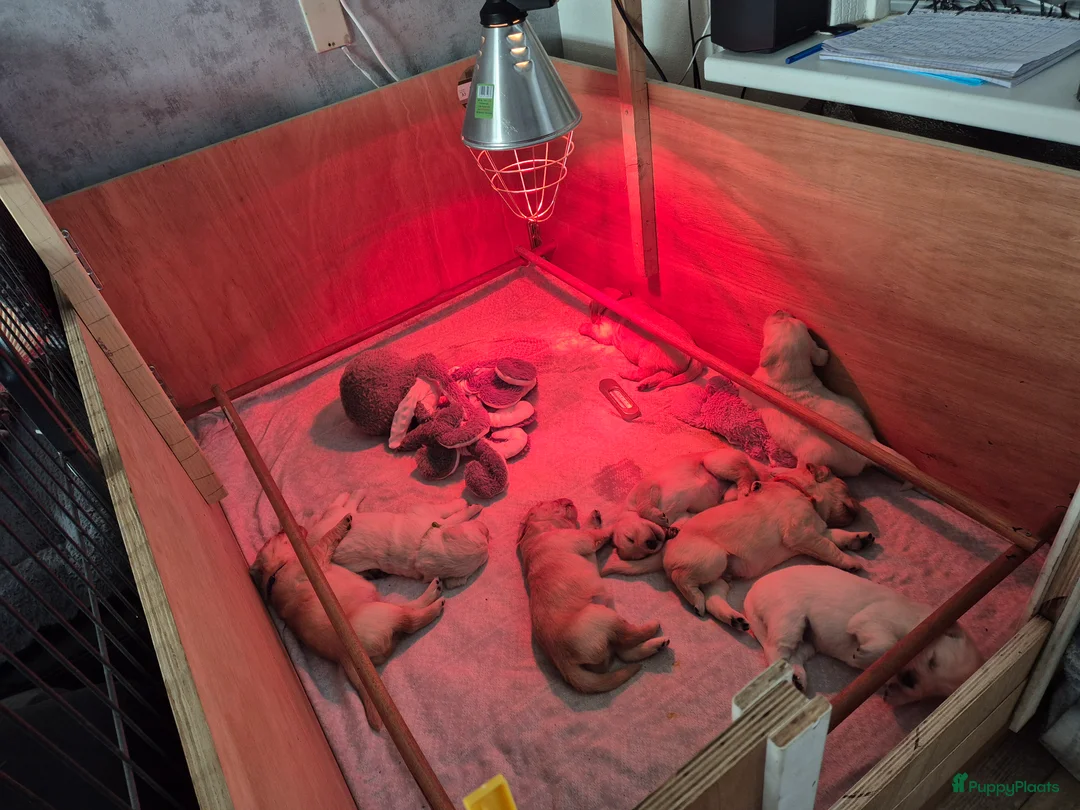 Golden Retriever honden te koop: Liefdevol en huiselijk nest Golden Retriever pups  - Advertentie 1