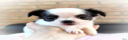 Chihuahua honden te koop: Nog 3 unieke en super schattige chihuahua puppys! - Advertentie 8