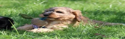 Cockapoo honden te koop: Cockapoo pups - Advertentie 3