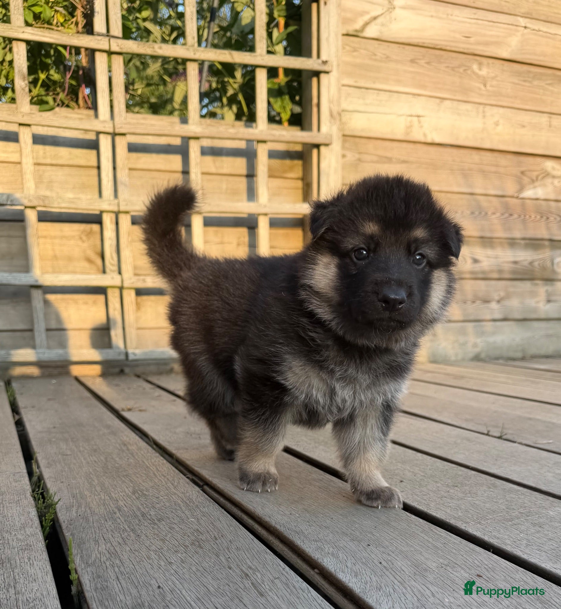 Kruising honden Gerberian shepsky’s pups - Advertentie 4