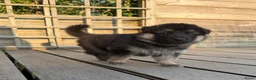 Kruising honden te koop: Gerberian shepsky’s pups - Advertentie 6