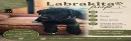 Kruising honden te koop: Laatste Labrakita pup teefje zoekt nieuw huisje - Advertentie 5
