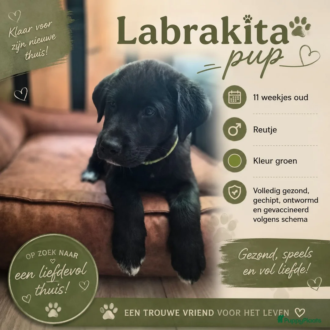Kruising honden te koop: Nog 3 Labrador x akita inu pups (mogen verhuizen) - Advertentie 2