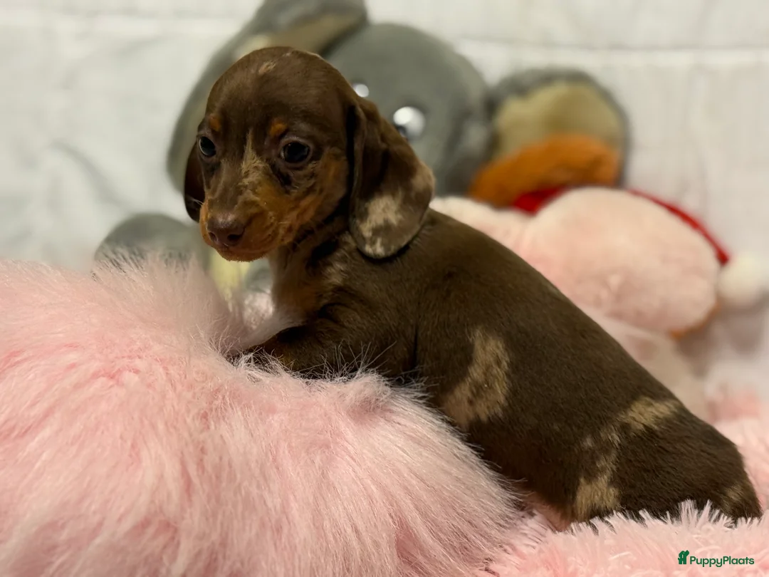 Teckel (korthaar)  honden te koop: Dwerg teckel pups  - Advertentie 24