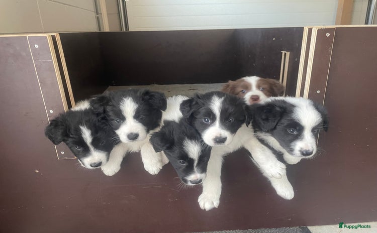 Border Collie honden - Advertentie 13