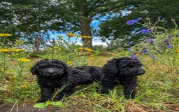 Poedel honden te koop: koningspoedel pups - Afbeelding 8