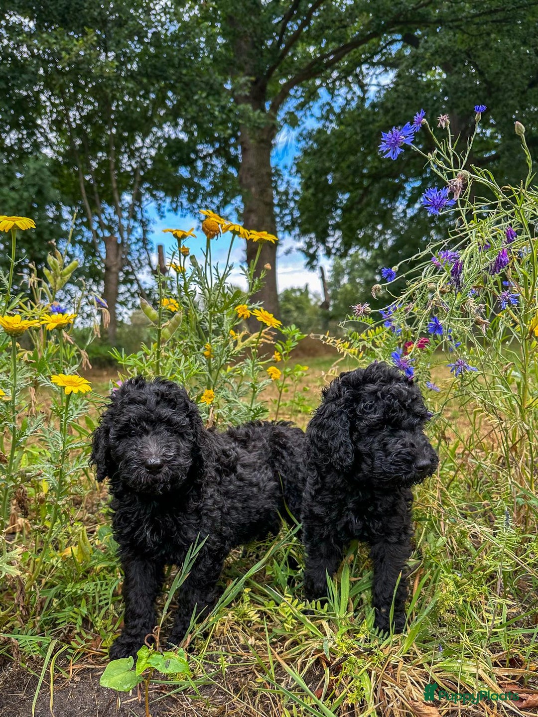Poedel honden te koop: koningspoedel pups - Afbeelding 8