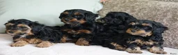 Kruising honden te koop: Maltipoo black & tan  een zwart met witte bles - Advertentie 13