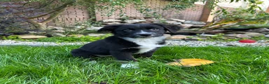 Australian Shepherd 4