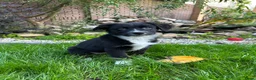 Australian Shepherd honden te koop: Australian Shepherd puppy - Advertentie 4