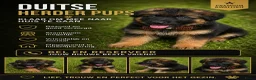 Duitse Herder honden te koop: Duitse herders langharige  - Advertentie 2
