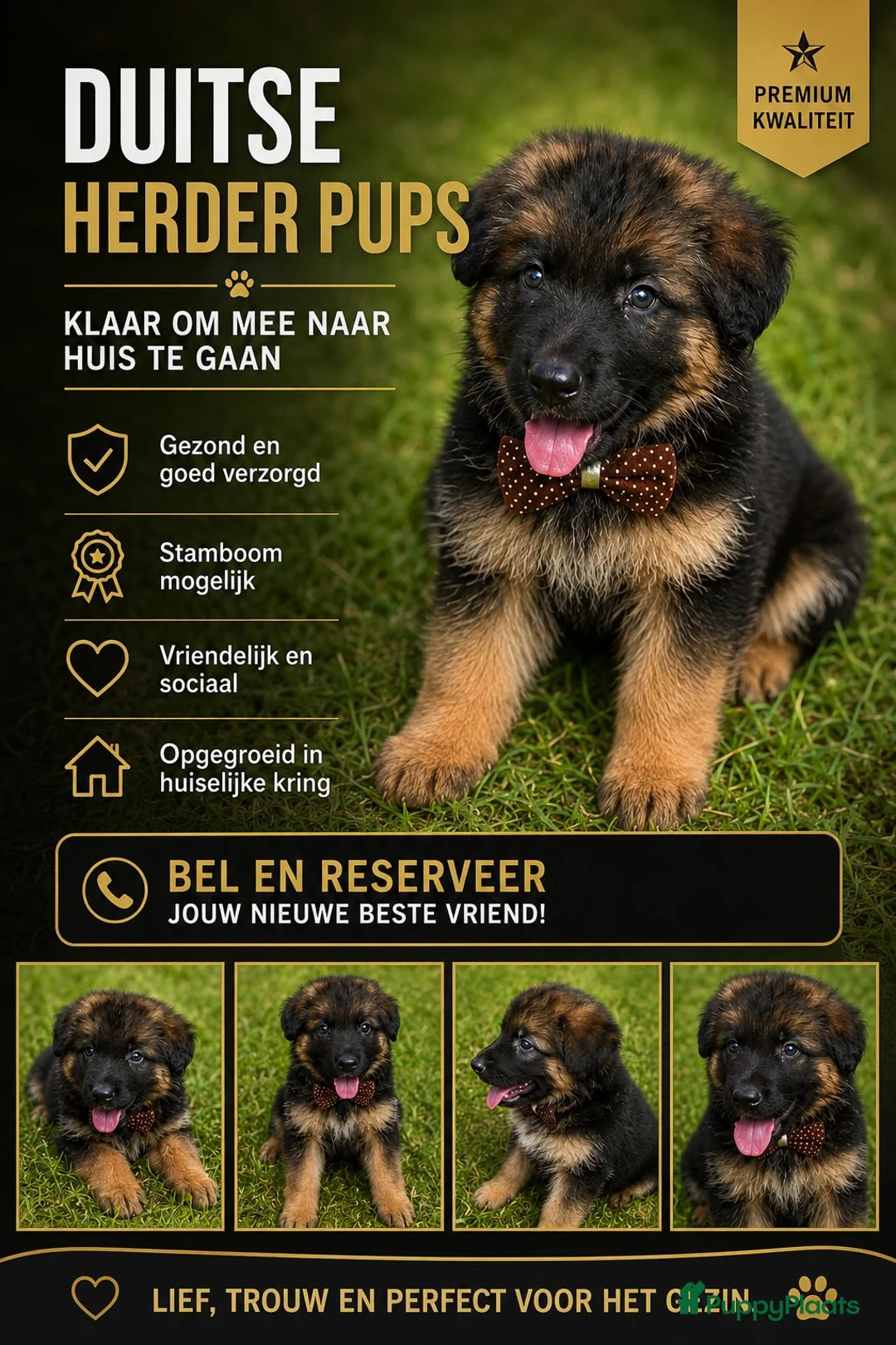 Duitse Herder honden te koop: Duitse herders langharige  - Advertentie 2
