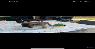 Kruising honden - Advertentie 9