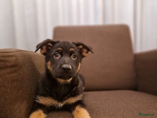 Duitse Herder honden duitse herder - Advertentie 2