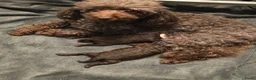 Dwergpoedel honden te koop: 2 choco toypoedel puppy's geboren - Advertentie 8