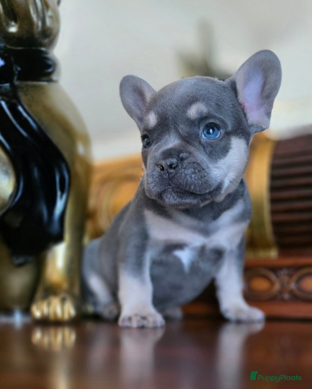 Franse Bulldog honden te koop: Super knappe, raszuivere franse bulldog pups - Advertentie 12