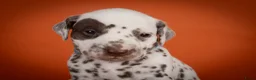 Dalmatiër honden te koop: Dalmatier pups - Advertentie 21