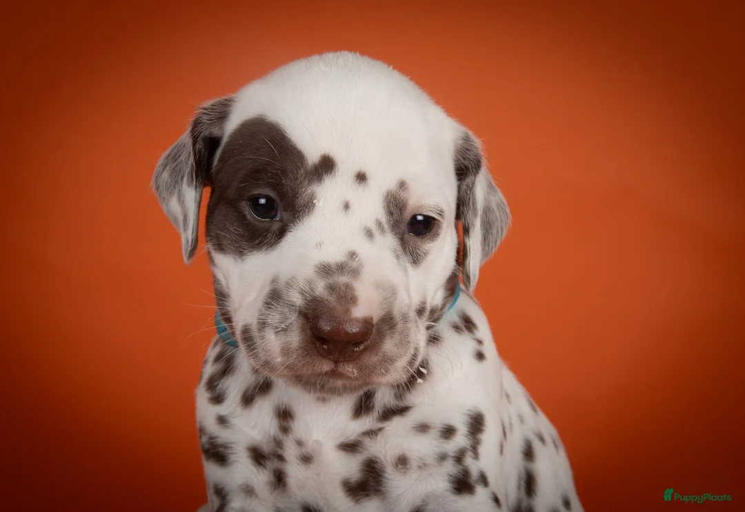 Dalmatiër honden te koop: Dalmatier pups - Advertentie 21