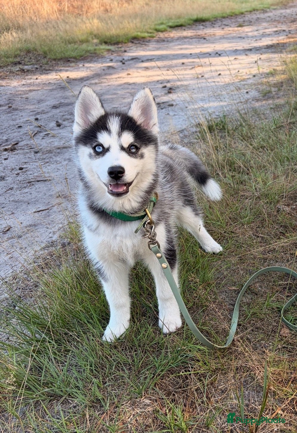 Pomsky honden Pomsky puppy’s F3 - Advertentie 2