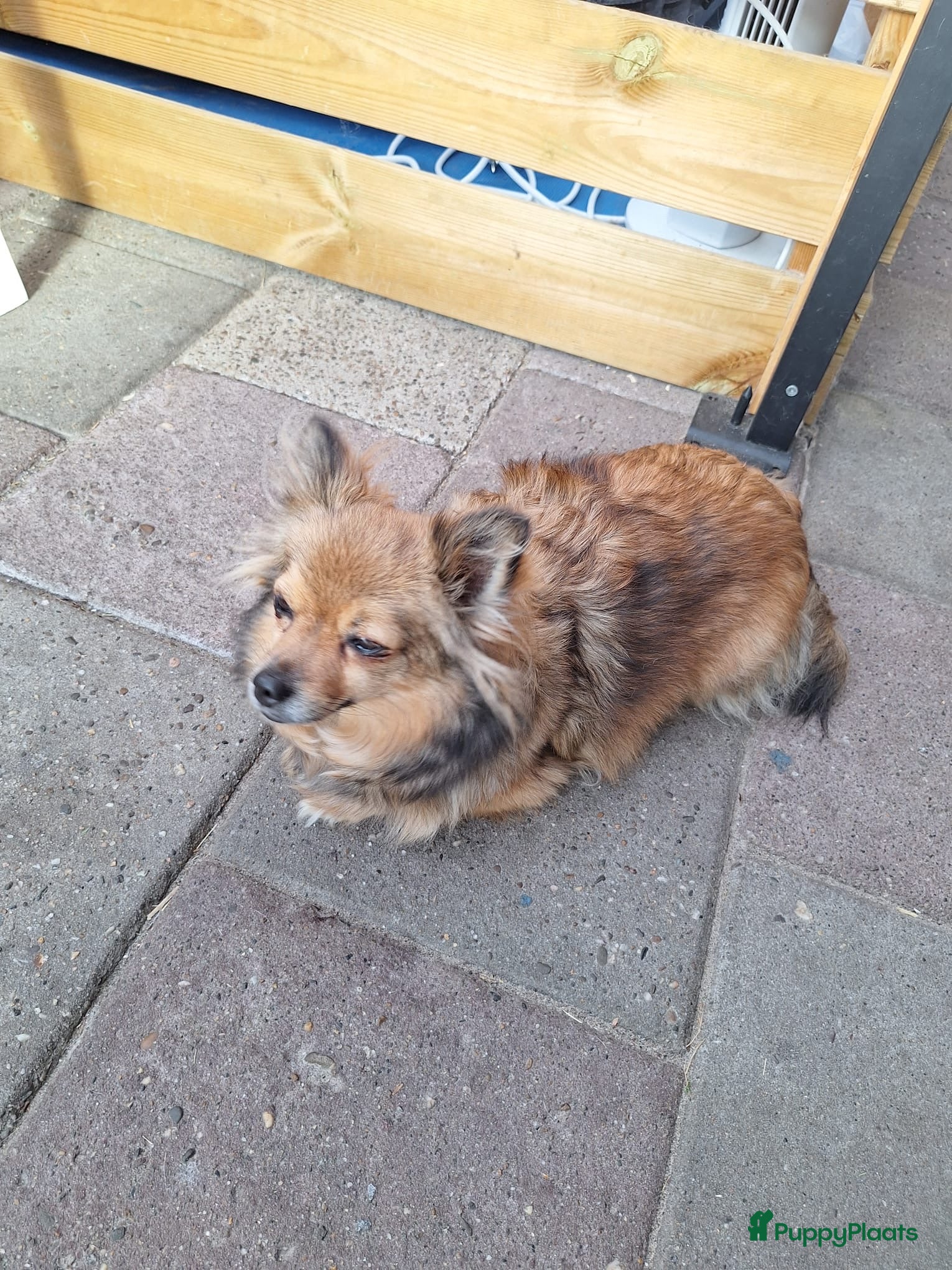 Pomeriaan honden Pomchi pups - Advertentie 7