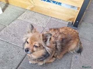 Pomeriaan honden Pomchi pups - Advertentie 3