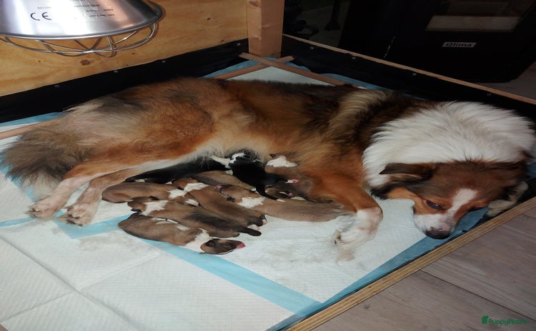 Schotse Herdershond langhaar honden - Advertentie 13