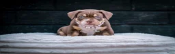 Amerikaanse Bully honden te koop: Amerikaanse pocket bully teefjes  - Advertentie 6