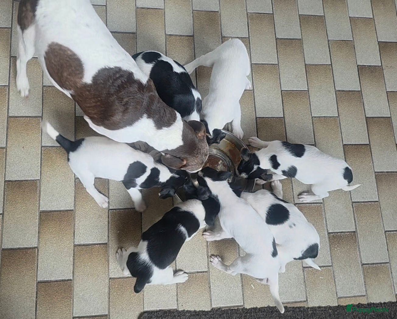 Boerenfox honden Boerenfox pups raszuiver - Advertentie 3