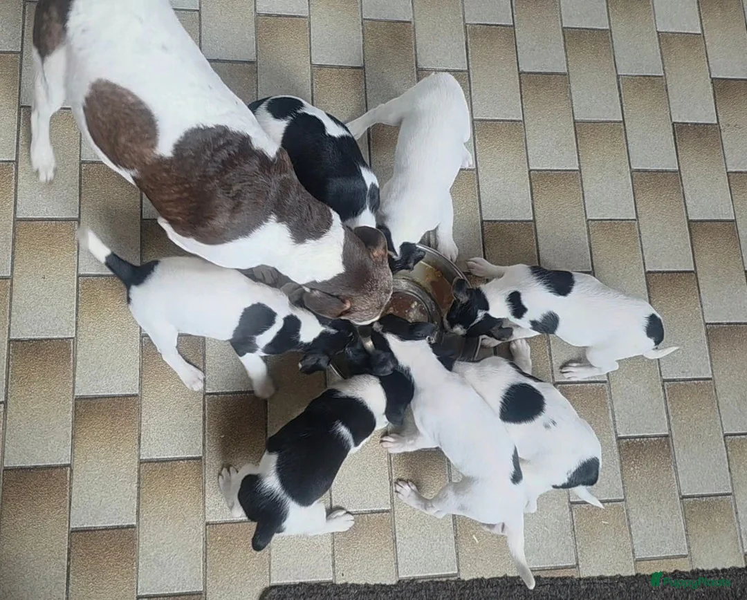 Boerenfox honden te koop: Boerenfox pups raszuiver - Advertentie 1