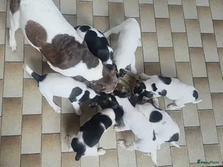 Boerenfox honden Boerenfox pups raszuiver - Advertentie 3