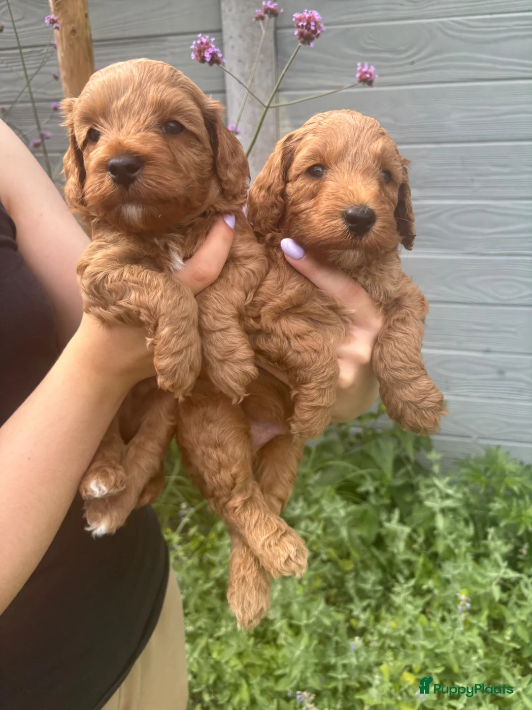 Labradoodle honden te koop: Labradoodle pups reutjes (mini) - Advertentie 5