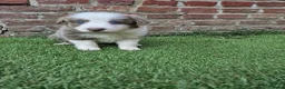 Kruising honden te koop: Knappe lilac border collies - Advertentie 10