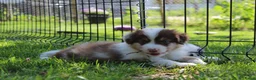 Australian Shepherd honden te koop: Australian shepherd pups beschikbaar - Advertentie 3