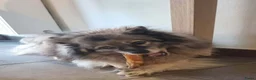 Keeshond honden ter adoptie: Keeshond teef gesterliseerd - Advertentie 4